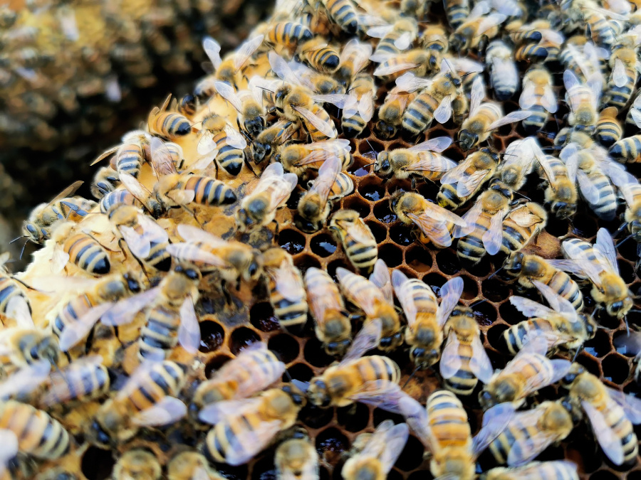 Elins bin - om biodling, honung, bivax och business