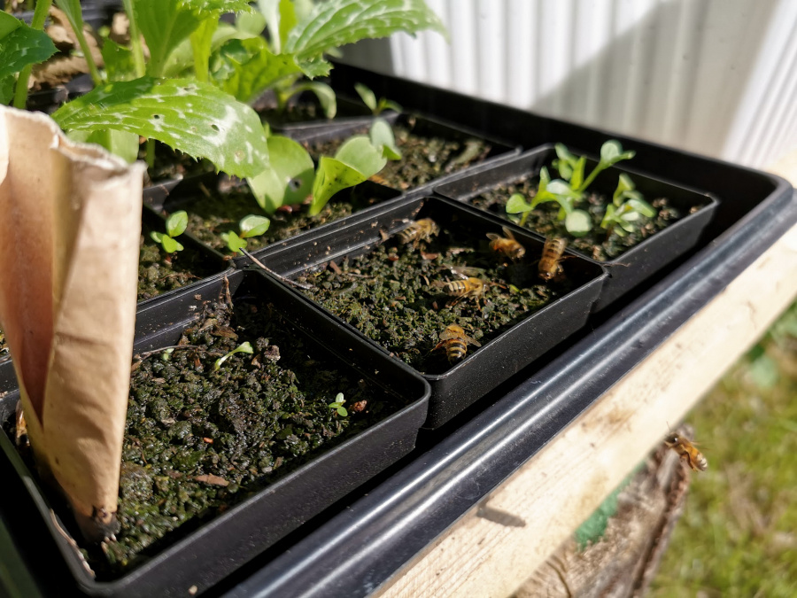 Elins bin - om biodling, honung, bivax och business